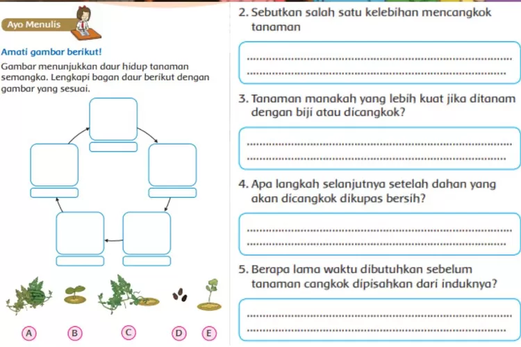 Perkembangbiakan Tumbuhan Secara Alami Atau Buatan, Kunci Jawaban Tema ...