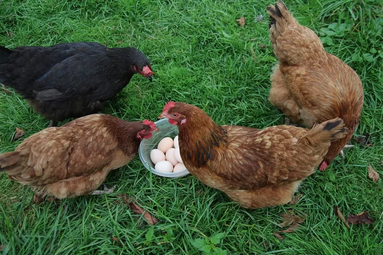 Jawaban Ayam Gulung Teka Teki Mpls 2023 Ternyata Adalah Ini Simak Arti Dan Jawaban Tebak 2779