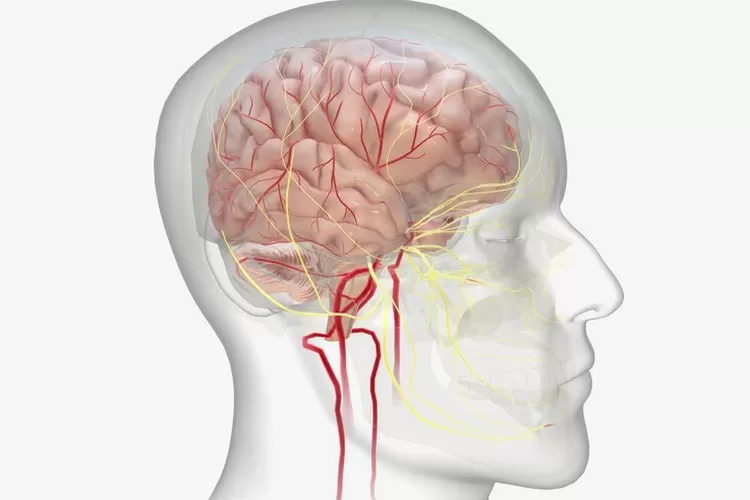 Gangguan Tidur Tingkatkan Risiko Penuaan Dini pada Otak (Freepik/ medipic)