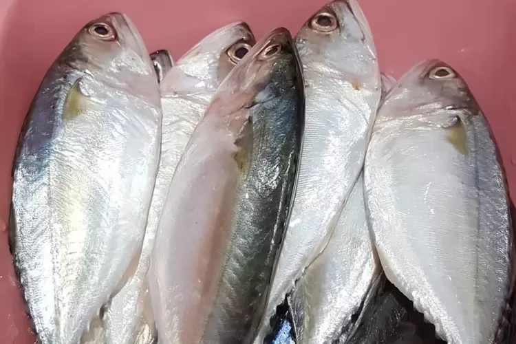 Ilustrasi: Manfaat kesehatan ikan kembung untuk hewan peliharaan dan manusia. Temukan gizi tinggi dan harga terjangkau dalam setiap sajian. (Foto: Instagram.com/penyuka_kuliner / HukamaNews.com)