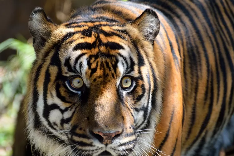 Fakta Kepunahan Harimau Jawa Begini Kata Peneliti Jurnal Flores