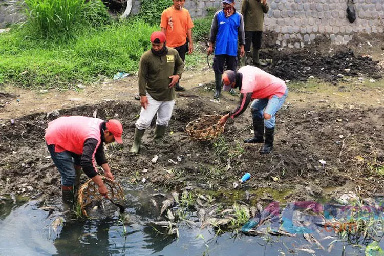 Ribuan Ikan Sapu Sapu Di Kali Baru Jaktim Mati Karena Keracunan Jeroan