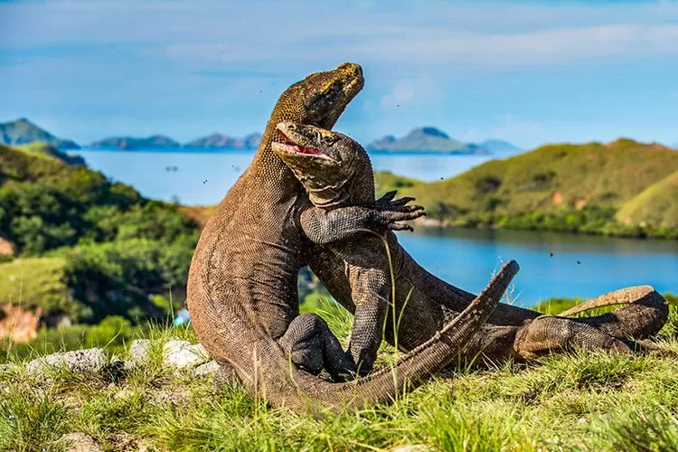 Fakta Menarik Komodo Hewan Endemik Indonesia Keturunan Dinosaurus Akurat