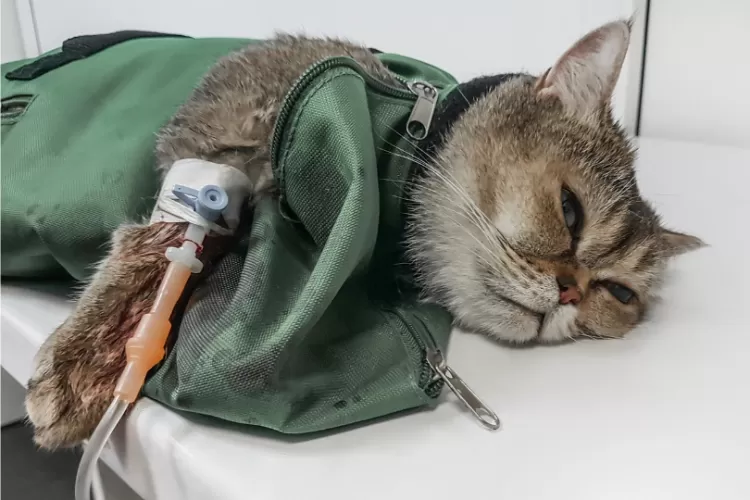 Ciri Ciri Kucing Sakit Segera Obati Dan Periksa Ke Dokter Akurat