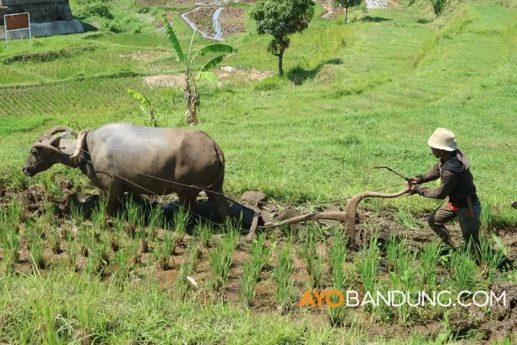 Contoh Tabak-tebakan ala Cak Lontong, Hewan yang Sering Digunakan Petani untuk Membajak Sawah? Awas Jawabannya Pasti Bikin Jengkel