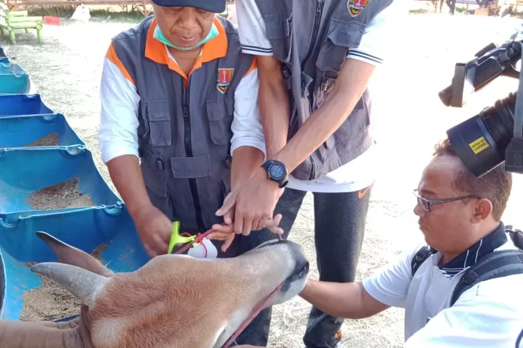 Petugas Dinas Pertanian dan Peternakan (Dispertan) Kota Semarang mengecek hewan kurban di area relokasi MAJT, Jumat (2/8/2019). (Afri Rismoko/Ayosemarang.com)