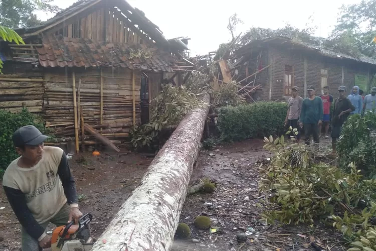 Pohon besar yang tumbang menimpa rumah milik Kasdiman di Desa Kalirejo Kecamatan Singorojo Senin (26/10/2020). (edi prayitno/kontributor kendal)