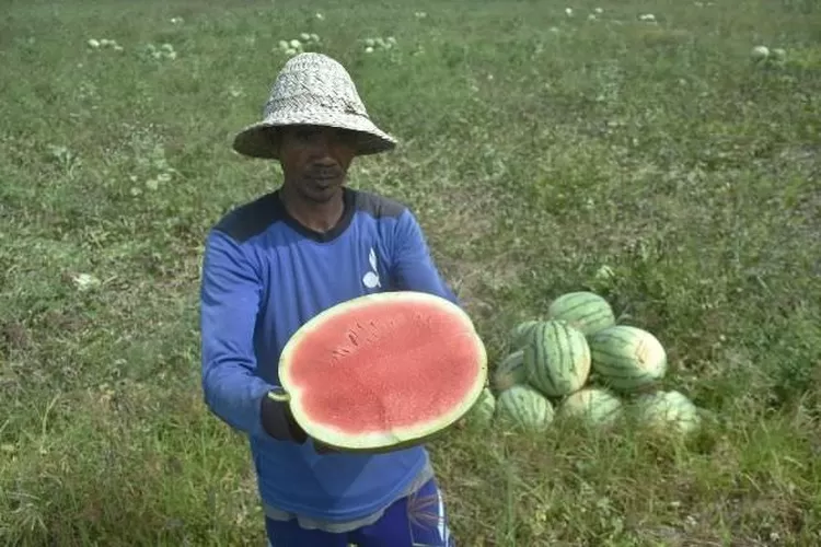 Panen Melimpah, Harga Jual Semangka Anjlok - Bali Express