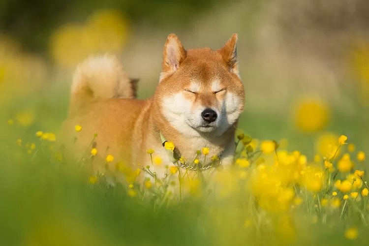 Beli sales shiba inu