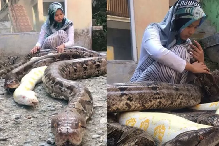 Gadis asal Purworejo pelihara 6 ular piton raksasa gegerkan media asing - Hops ID