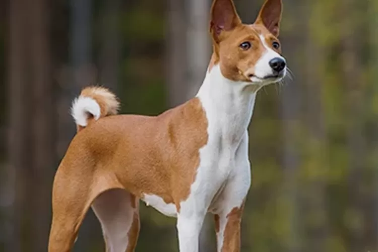 Anjing basenji hot sale