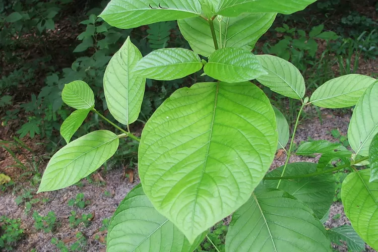 Kratom Tanaman Penghasil Alkaloid Yang Ilegal Indozone Fadami