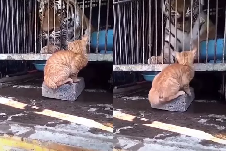 Video Saat Kucing Ini Bikin Harimau Terkejut Netizen Si Oren Agresif Indozone Life