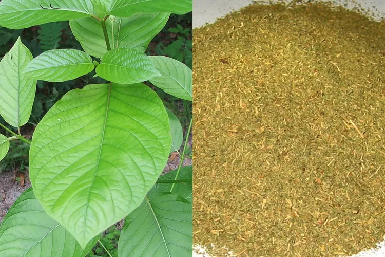 Mengenal Kratom Tanaman Yang Sangat Populer Yang Berasal Dari Kalimantan Indozone Fadami