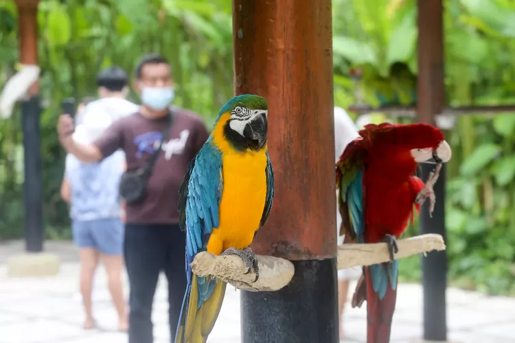 Bali Bird Park Wisata Edukatif Punya Ribuan Ekor Burung Dari Berbagai Negara Indozone Travel