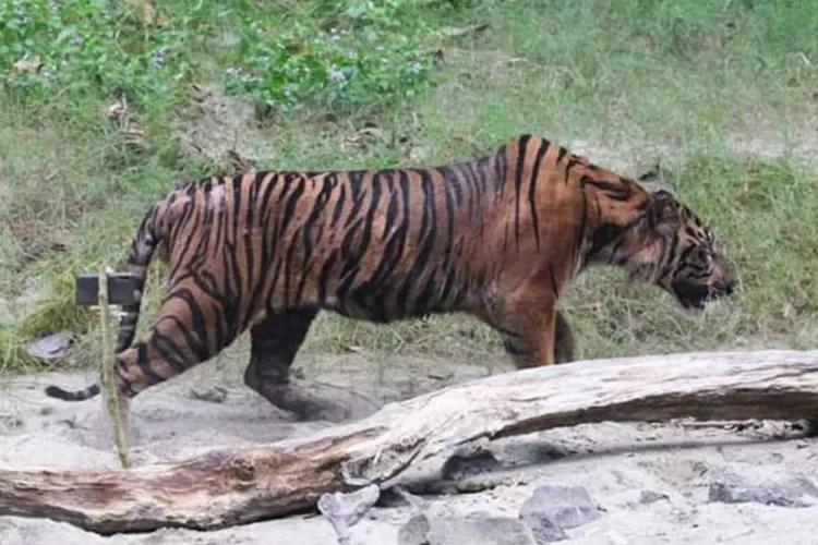 Harimau Masuk Perkebunan Warga Di Aceh Tim Bksda Turun Atasi Satwa