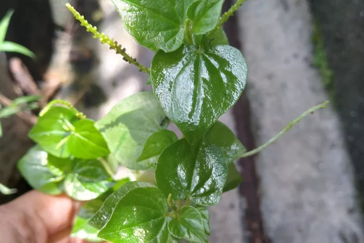 The Powerful Health Benefits of Chinese Betel Leaf: Lower Cholesterol and Prevent Lung Inflammation