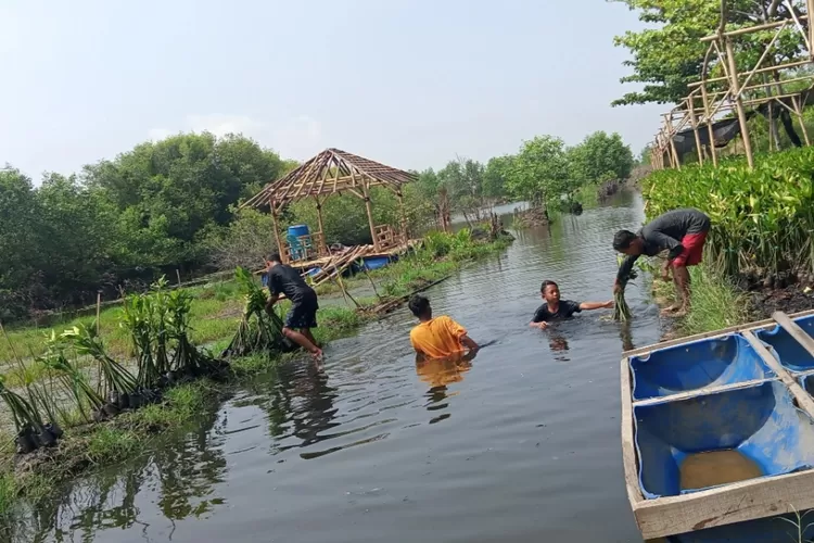 Ekowisata Mangrove Mulyo Asri, Belajar Konservasi Alam Sambil Rekreasi ...