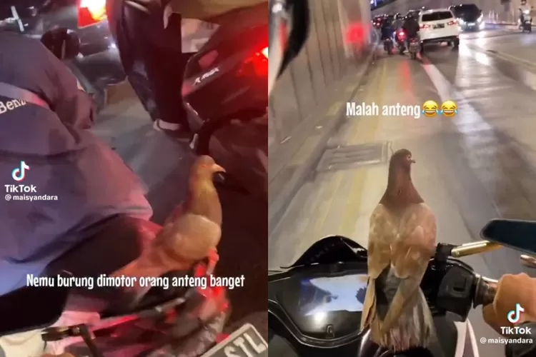 Kocak Seekor Burung Anteng Hinggap Di Atas Dashboard Motor Indozone Life