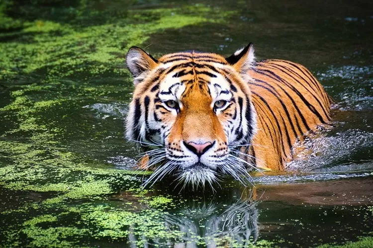 Pusat Rehabilitasi Harimau Sumatera Dibangun Mirip Habitat Asli Jawa Pos