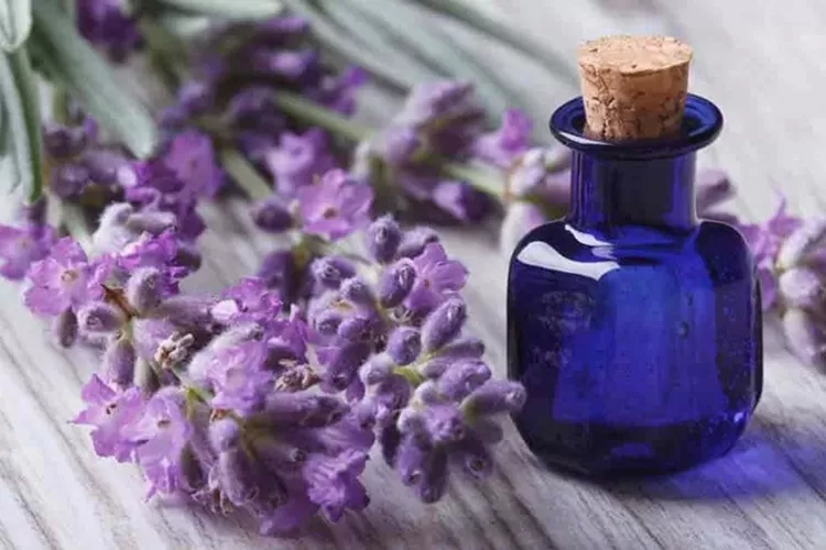 Tak Hanya Wangi, Lavender Simpan Manfaat untuk Atasi Masalah Kulit - Jawa  Pos