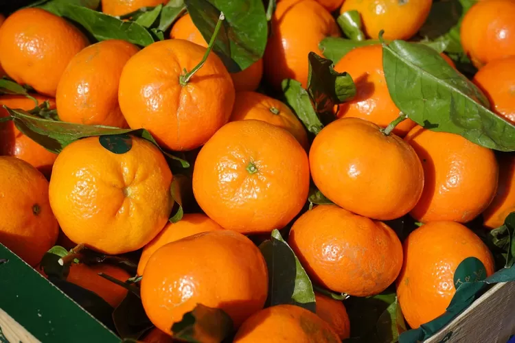 Alasan Wajib Sedia Jeruk Mandarin Saat Perayaan Tahun Baru Imlek - Jawa Pos