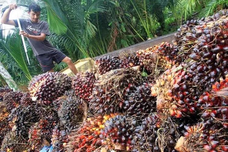 Indonesia Perlu Optimalkan Limbah Kelapa Sawit Sebagai Sumber Bahan ...