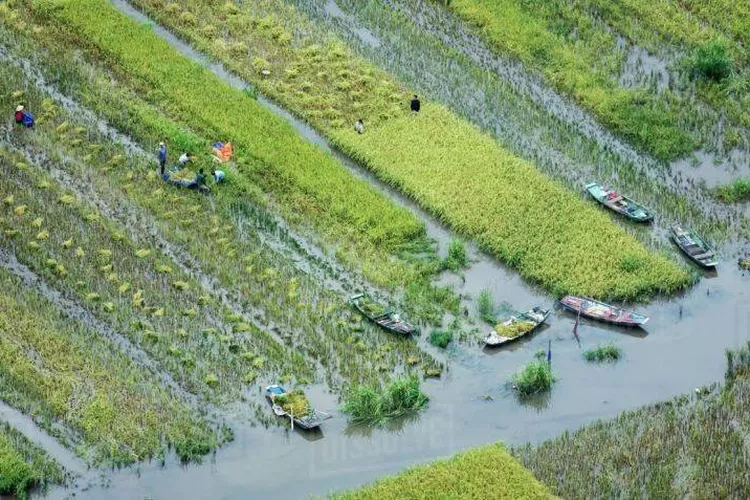 Program Serasi Disiapkan Garap Potensi Lahan Rawa - Krjogja