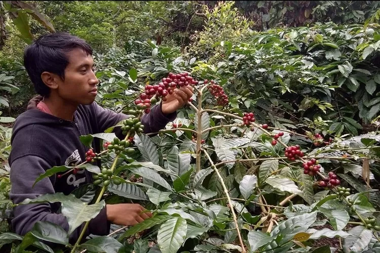 Peluang Ekspor Kopi Ntb Terkendala Jumlah Produksi Lombok Post