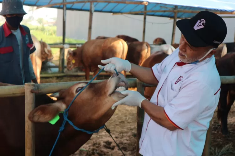 Ilustrasi petugas mengecek kondisi kesehatan hewan kurban. (Arifin - Metropolitan)