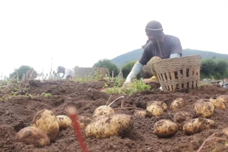 Begini Cara PerawatanTanaman Kentang agar Berbuah Banyak (YT Agro TV Channel)