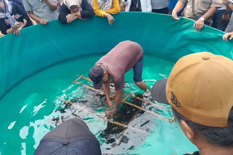 Pelatihan budidaya lele sangkuriang dan madu labuh