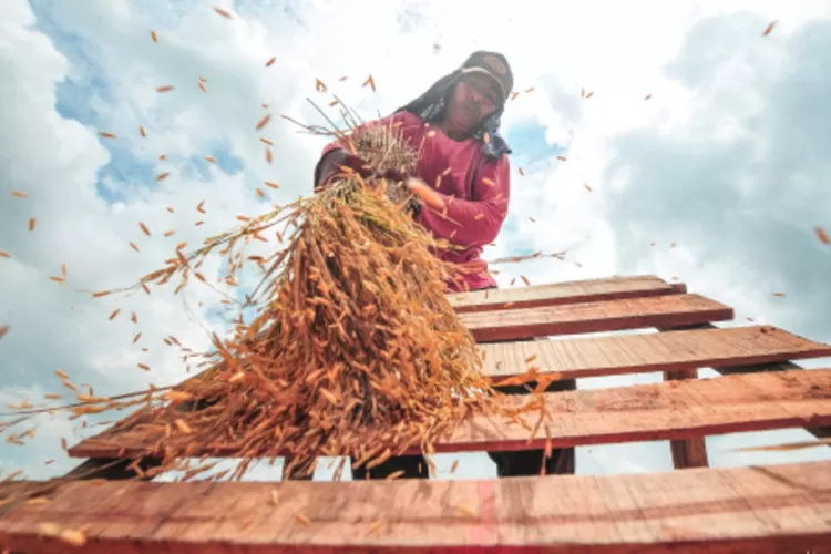 Menanti Janji Swasembada Pangan di Balik Target Pemerintah Hentikan Impor Beras dalam 3 Bulan ke Depa