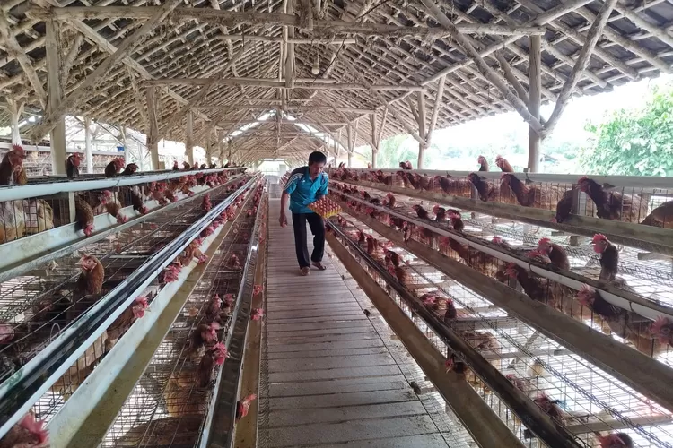 Peternak Klaster Usaha Mandiri Makmur Lampung 