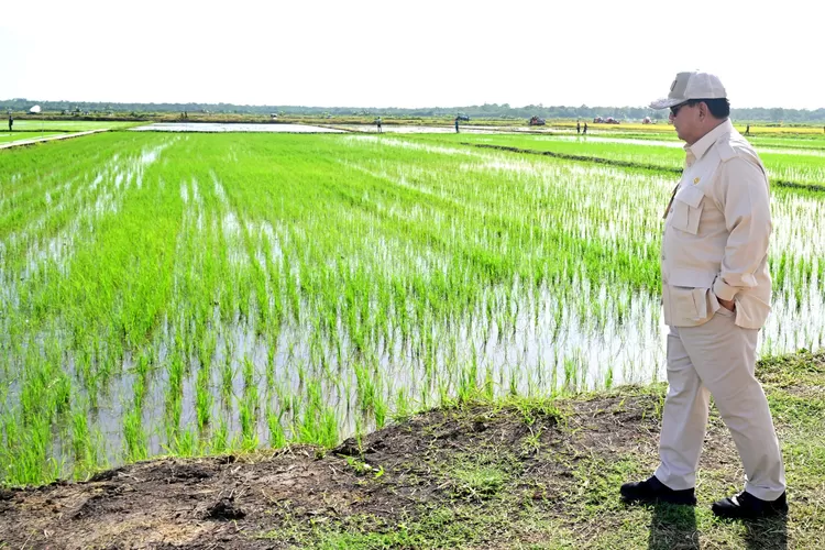 Presiden Prabowo Diminta Jangan Nyontek Gaya Jokowi Foto Sendirian di Sawah: Seperti Mulyono (BPMI Setpres)