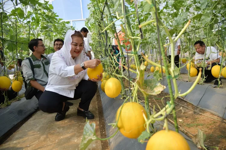 Gerakan Urban Farming Pemkot Semarang Membuahkan Hasil, Sampangan Panen ...