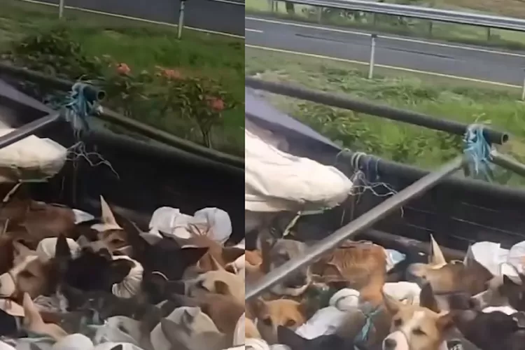 Viral Video Sejumlah Anjing Dibawa Truk Plat AD Dari Cirebon Menuju ...