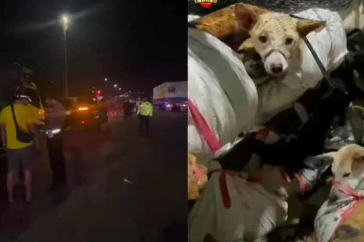 Selamat Dari Jagal Di Solo, Ratusan Anjing Ini Diamankan Di Semarang ...