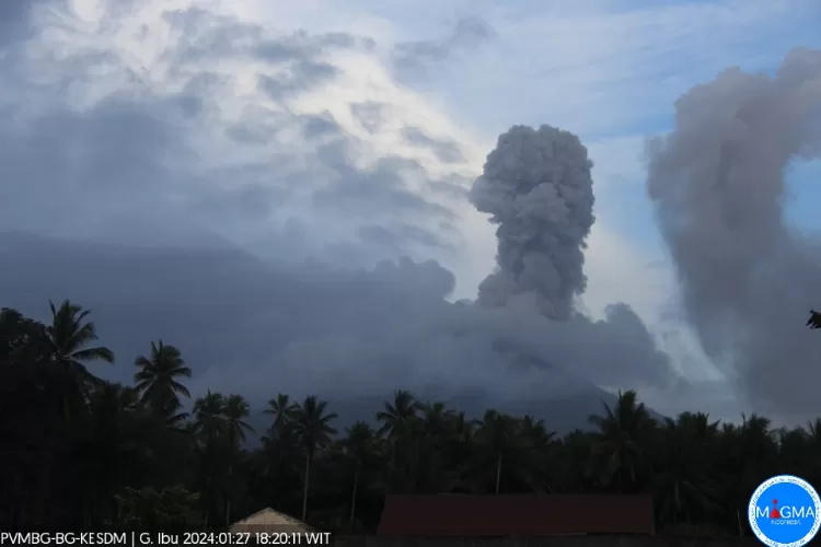 Gunung Ibu Kembali Erupsi Sore Ini, Muntahkan Abu Vulkanik Berwarna ...