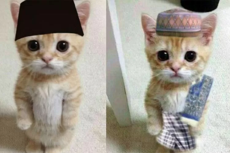 MENYALA! Link PP Oyen Ramadhan 2024 Unduh Gambar PP Kucing Oyen