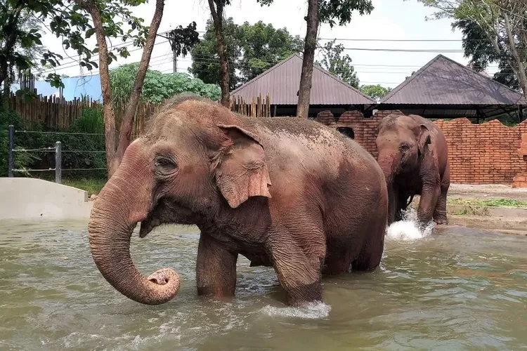 Ilustrasi gajah koleksi Solo Safari. (SMSolo/Agustinus Ariawan)