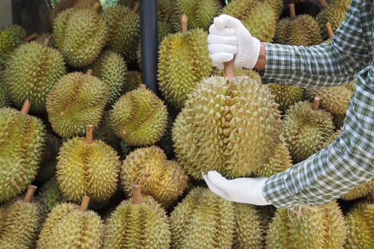 Inilah 4 Daerah Penghasil Durian Terleat dan Terbesar di Sumatera Utara