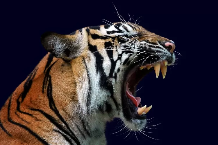 Faktor Utama Penyebab Punahnya Harimau Sumatera No Sangat Memperihatinkan Simak