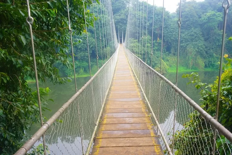 Jembatan Terpanjang di Tengah Hutan Se-Asia TenggaraTernyata ada di Jawa Barat: Menelan Biaya Rp5 Miliar/Pixabay