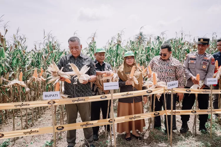 Bupati Rusma Yul Anwar saat panen jagung bersama di Kecamatan Ranah Pesisir, Pesisir Selatan, Kamis, 16 November 2023. (Kominfo Pesisir Selatan)