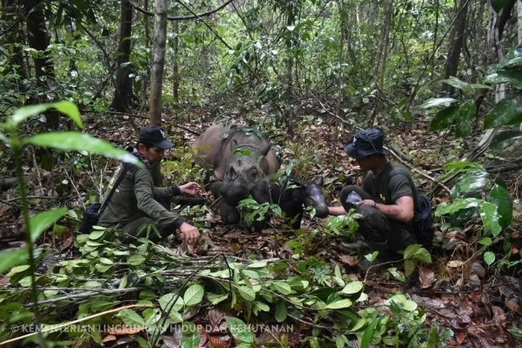 Seekor badak sumatera jantan telah lahir pada Sabtu, 25 November 2023 (ppid.menlhk.go.id)
