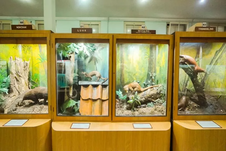 Wisata edukasi di Museum Zoologi Bogor (firebasestorage.googleapis.com)