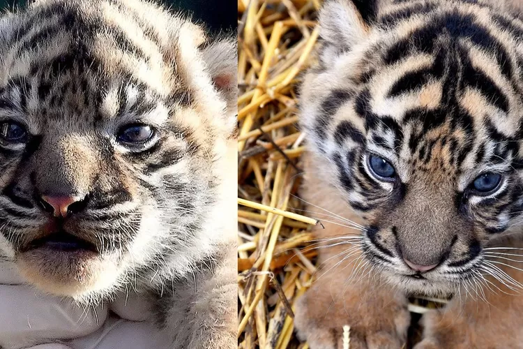  Harimau Sumatera melahirkan di salah satu kebun binatang di Roma, Italia (Kolase foto Instagram @bioparcoroma )