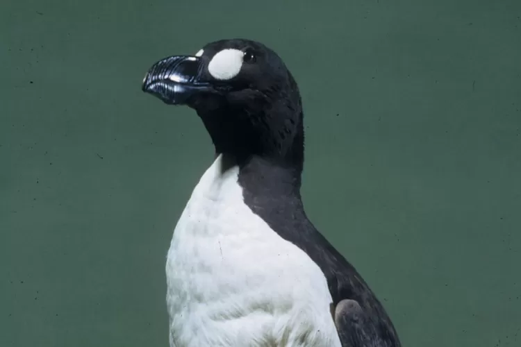 Kisah Tragis Kepunahan Great Auk yang Merupakan Burung Laut Nan Tidak Bisa Terbang/nhm.org