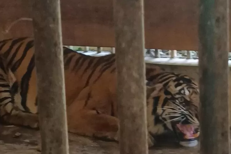 Harimau Sumatera Ditangkap di Pasaman, Jalani Observasi di TMSB Kinantan Bukittinggi (IST)
